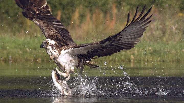 osprey worldwide